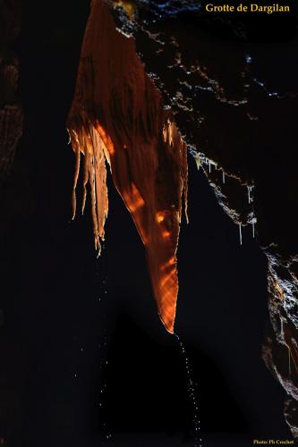 L'oreille d'éléphant