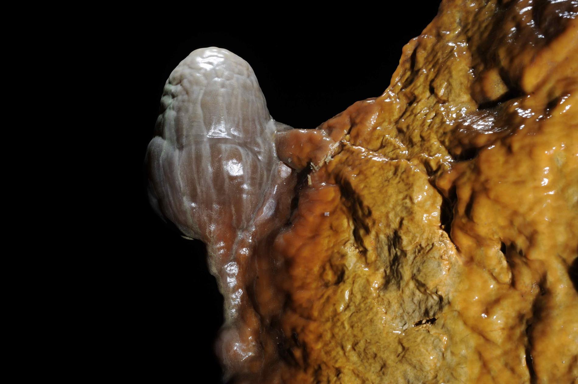 Dargilan, La grotte au coeur des Causses Majeurs